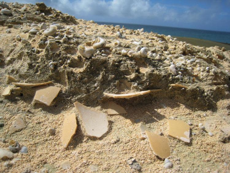 Remnants of aepyornis eggshells that were exposed due to wind erosion in Madagascar.