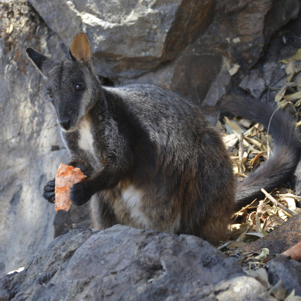 This December 2019 photo provided by Guy Ballard shows a male brush-tailed rock wallaby eating supplementary food researchers provided in the Oxley Wild Rivers National Park in New South Wales, Australia. Before this fire season, scientists estimated there were as few as 15,000 left in the wild. Now recent fires in a region already stricken by drought have burned through some of their last habitat, and the species is in jeopardy of disappearing, Ballard said. (Guy Ballard/NSW DPI - UNE via AP)