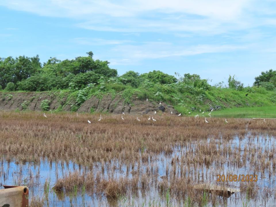 原棲息於高屏溪高灘地的埃及聖䴉，近日因降雨轉飛萬丹至農田、魚塭覓食，林業署屏東分署加強巡查及移除工作，減少鳥類棲位的威脅與競爭。（林業署屏東分署提供）