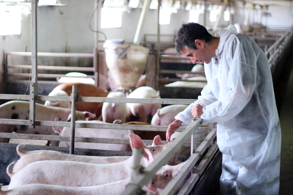 Veterinarian inspecting pigs at a pig farm