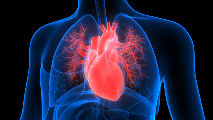 Drawing of the human heart system.