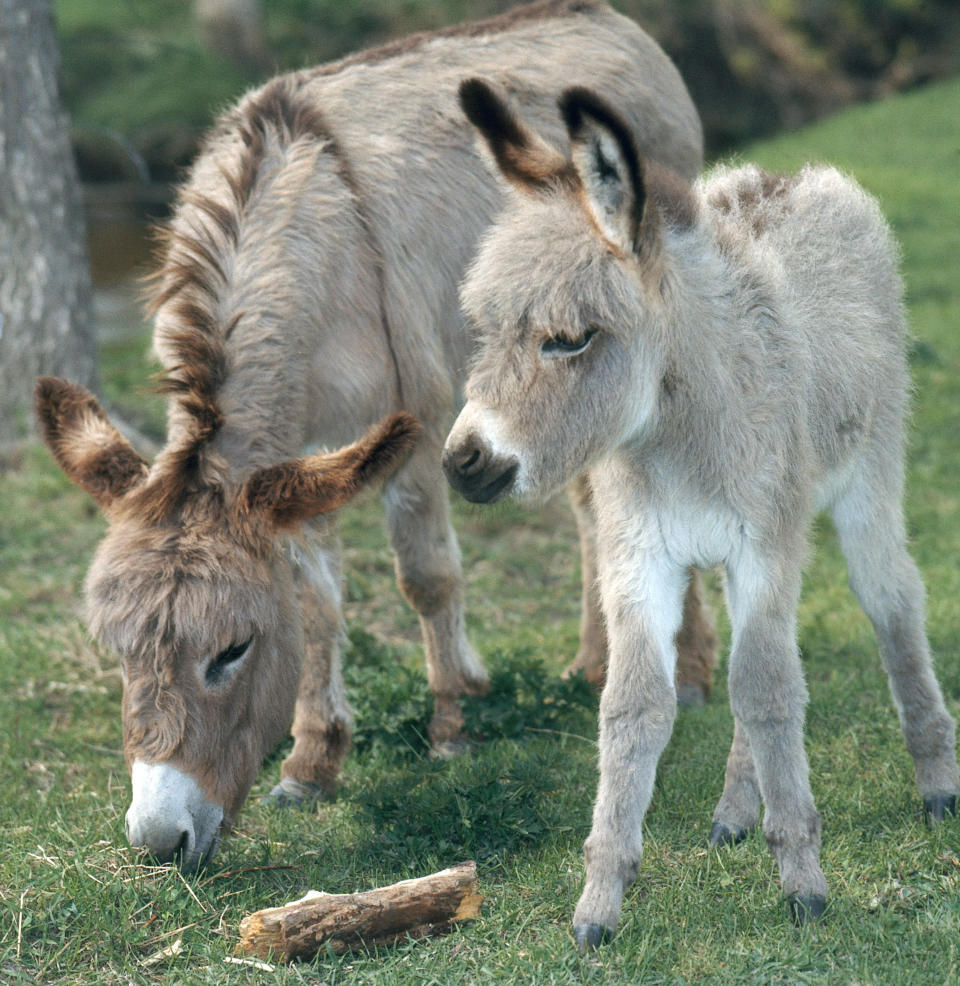 Burro and foal.