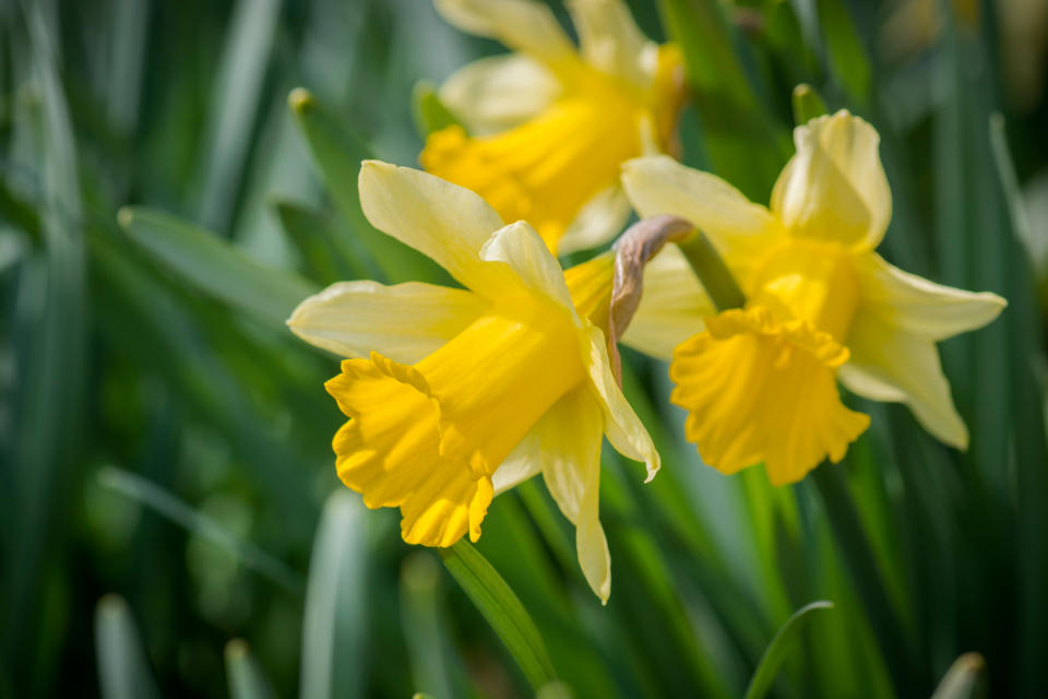 Daffodil