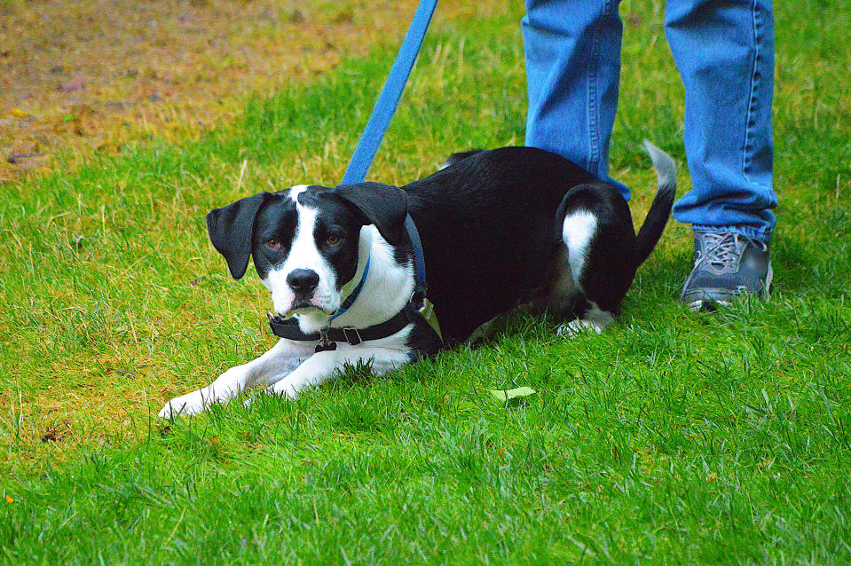 A black-and-white pup with a blue leash on it lies on the grass inbetween someone's legs