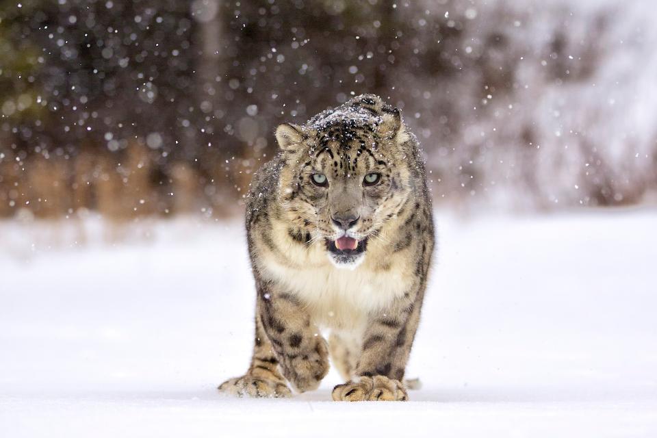 Snow Leopard, Hemis National Park