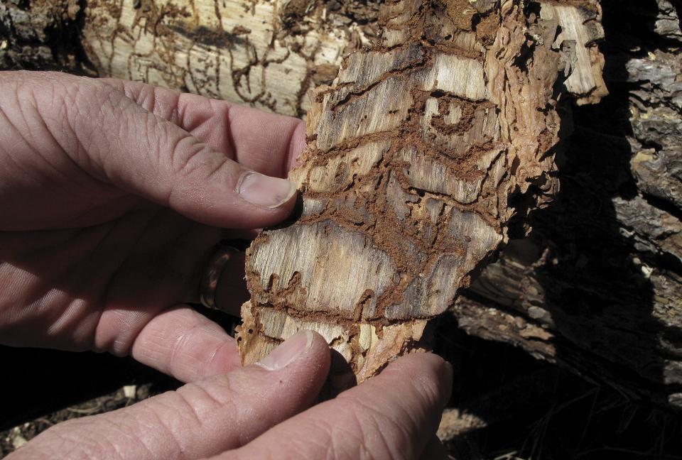 A piece of tree bark showing burrowing marks from a bark beetle infestation, near Cressman, Calif.