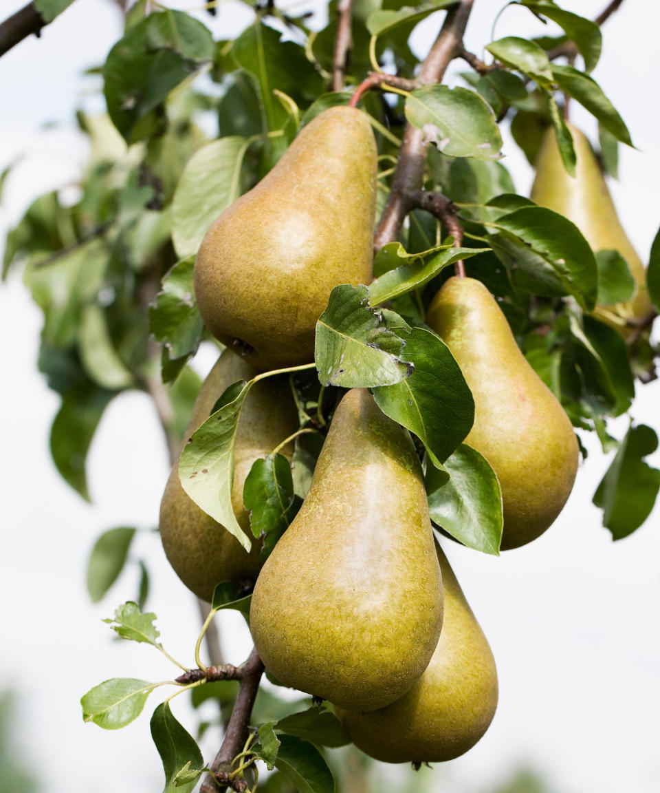 Pyrus communis. Conference Pear on the tree.