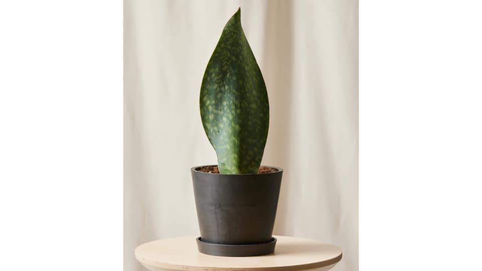 Whale Fin Sansevieria - Bloomscape