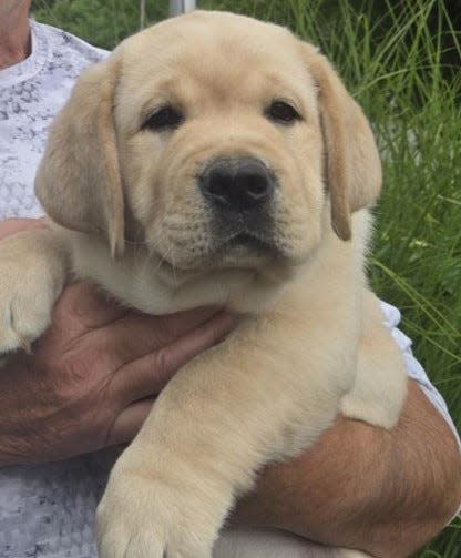 Hampton Police Department’s newest recruit, a 9-week-old yellow Labrador.