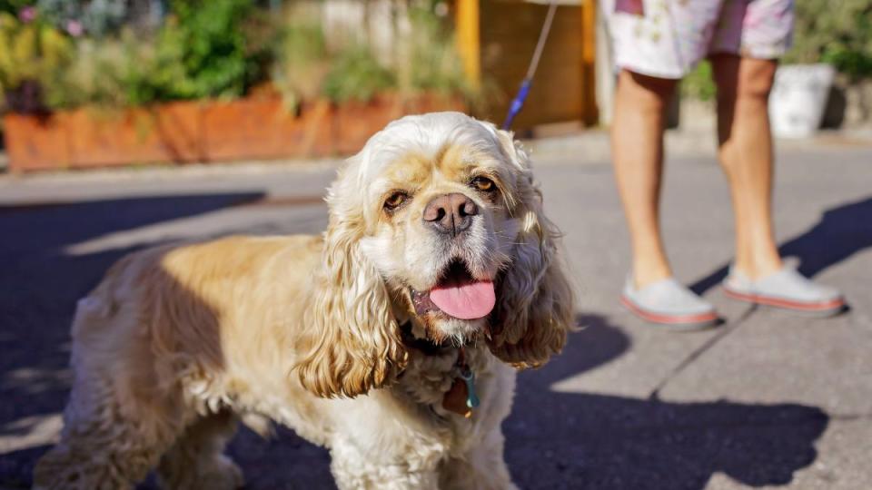 Dog on a Walk: why is my dog panting so much