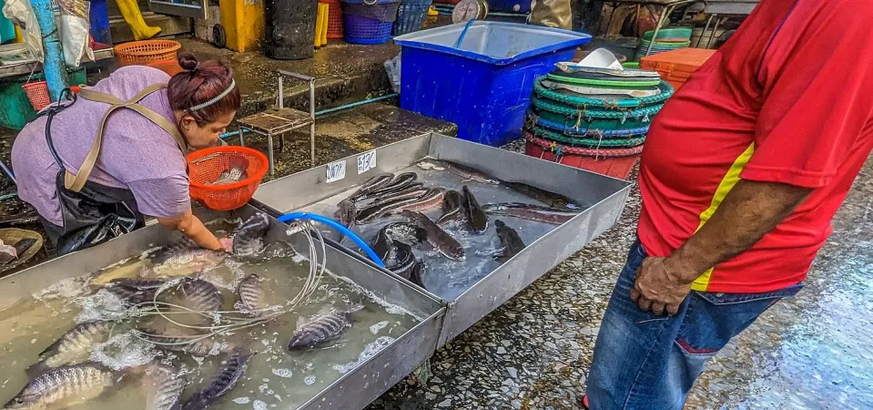 Fishmonger grabbing fish