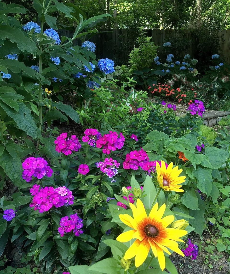 Luminary Ultraviolet tall garden phlox packed with native DNA is seen here in a sunshade convergent zone with re-blooming hydrangeas and rudbeckias.