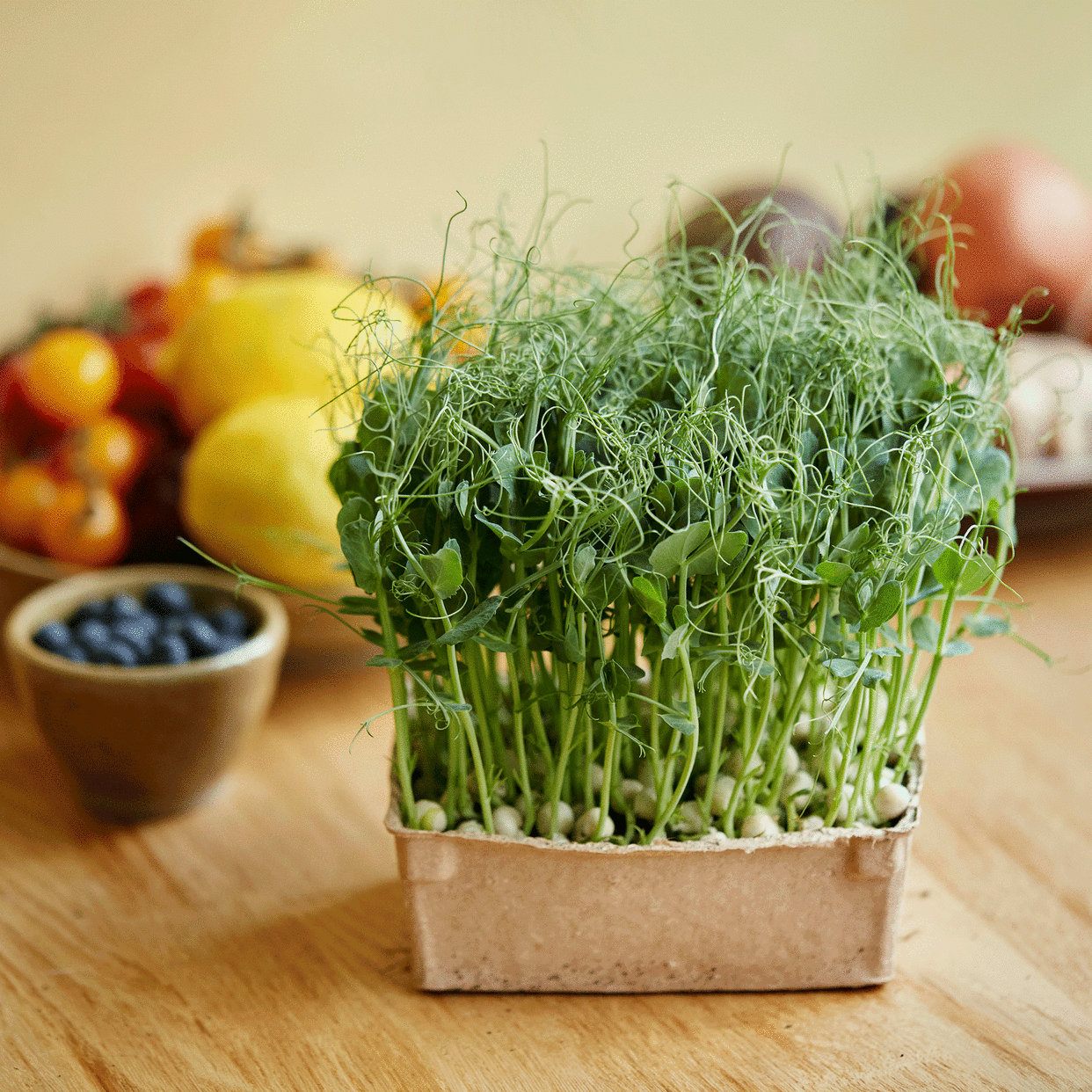  Pea microgreens growing in cardboard 