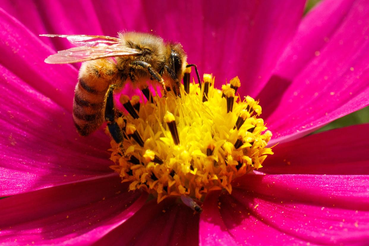 A honeybee collects pollen among 3.5 acres of purple cosmo wildflowers, planted by Burt Squires, occupy land at 376 Brough Hill Road, Wednesday, Oct. 18, 2023, in Reading Township. Squires has planted the cosmos for over 20 years. The flowers will be in bloom until the first frost, Squires said.