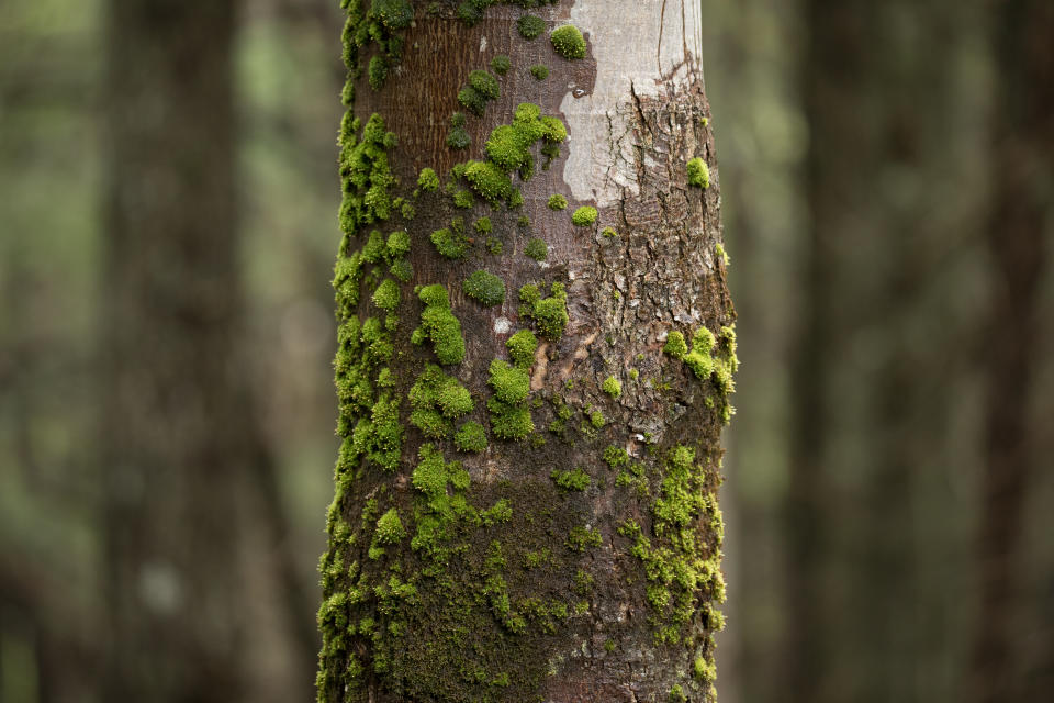 Moos kann je nach Standort überall am Baum wachsen. (Foto: Getty Images)