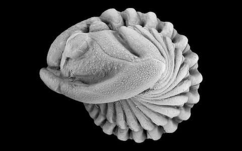 A fossil of trilobites that evolved following the mid-Ordovician ice age. - Credit: Field Museum /John Weinstein&nbsp;