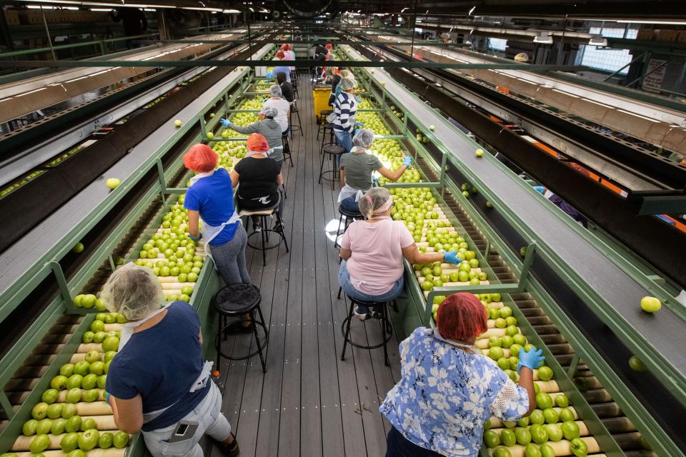 Hundreds of workers sort and package thousands of tomatoes during a shift at Quincy Tomato Company on Monday, June 12, 2023. Graves Williams, owner of Quincy Tomato Company, said his business couldn’t operate without immigrant laborers.
