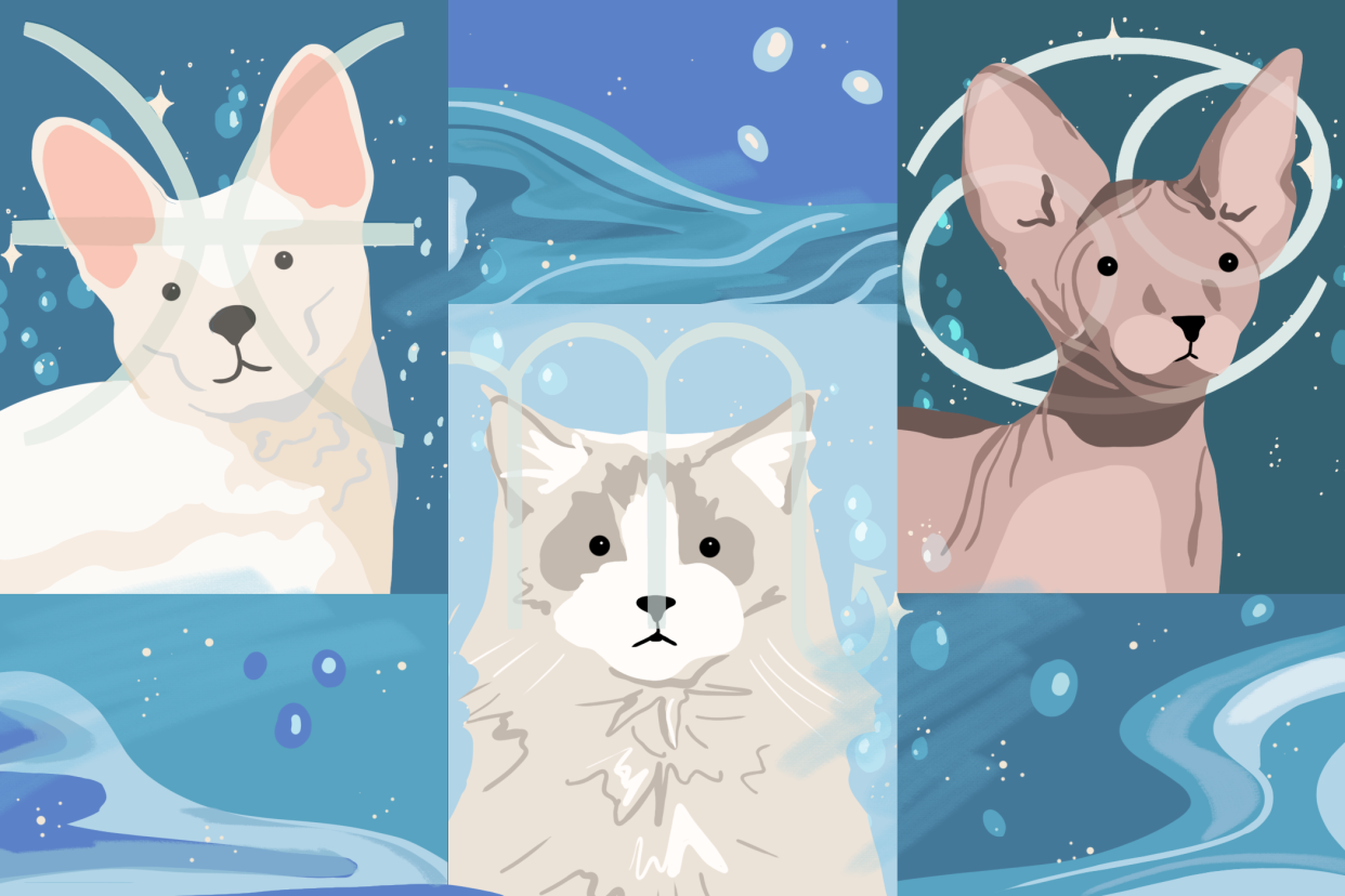 Illustration of water signs for cat horoscope, Pisces, Scorpio, Cancer