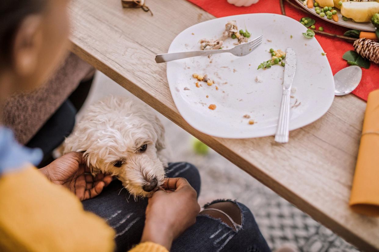 guest feeding christmas meal to dog below table