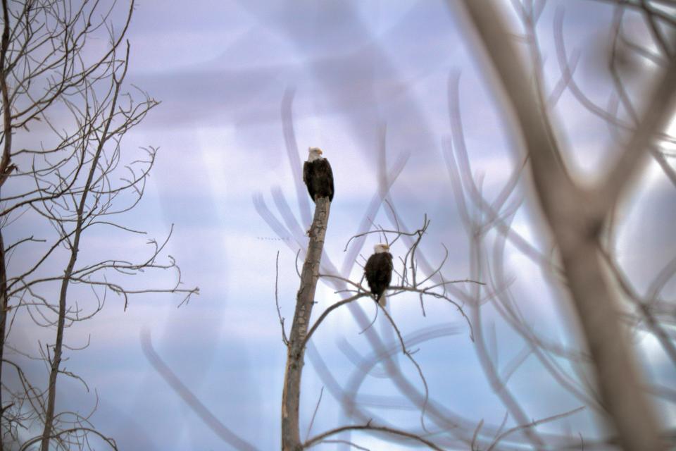 Two bald eagles perch in the bare trees overlooking the frozen Lake Erie waters at East Harbor State Park in Catawba Island Township.