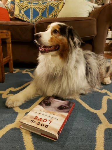 Magnetic resonance imaging shows that the brains of dogs - like this Australian Shepherd named Tazzie - respond to praise as much or even more than food