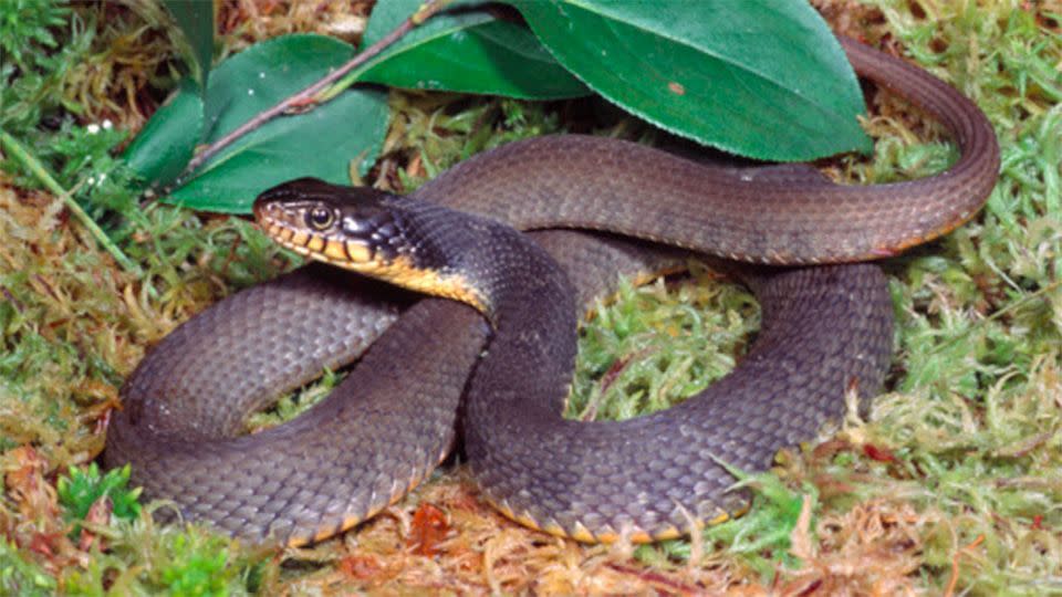 Researchers at the Cape Girardeau Conservation Nature Centre believe that this snake may be the first of her species to experience. Photo: Getty