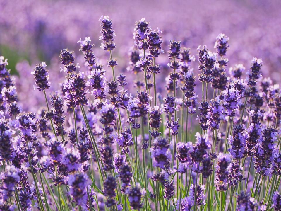 Lavender