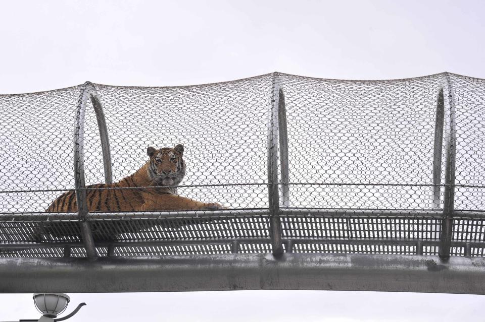 An Amur tiger lays down inside the new Big Cat Crossing at the Philadelphia Zoo in Philadelphia, Pennsylvania May 7, 2014. The new animal exploration trail experience called Zoo360 of see-through mesh trails enables animals to roam around and above Zoo grounds. REUTERS/Charles Mostoller (UNITED STATES - Tags: ANIMALS ENVIRONMENT TRAVEL)