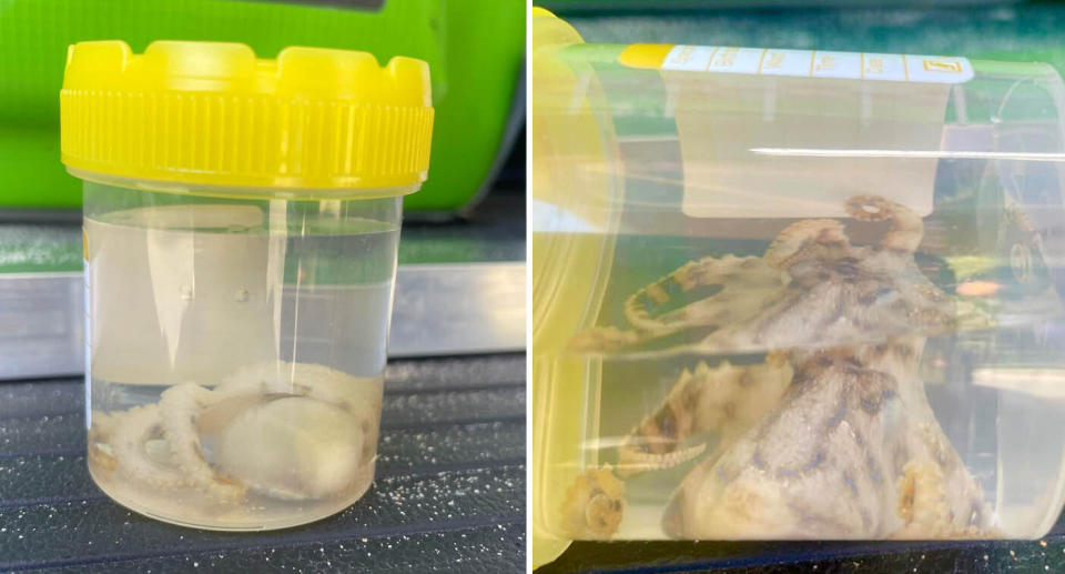 A blue-ringed octopus sits in a specimen jar.