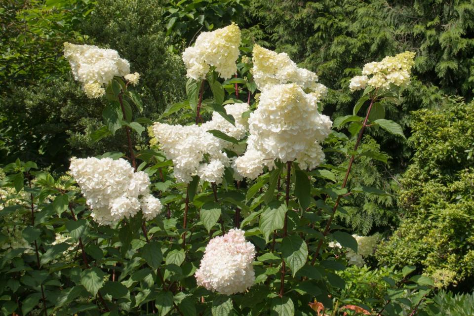 Pinky Winky Hydrangea