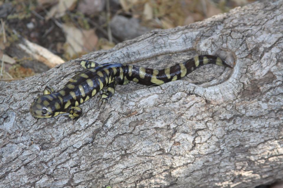 The Sonoran tiger salamander survives mostly in human-constructed ponds and stock tanks in southern Arizona.