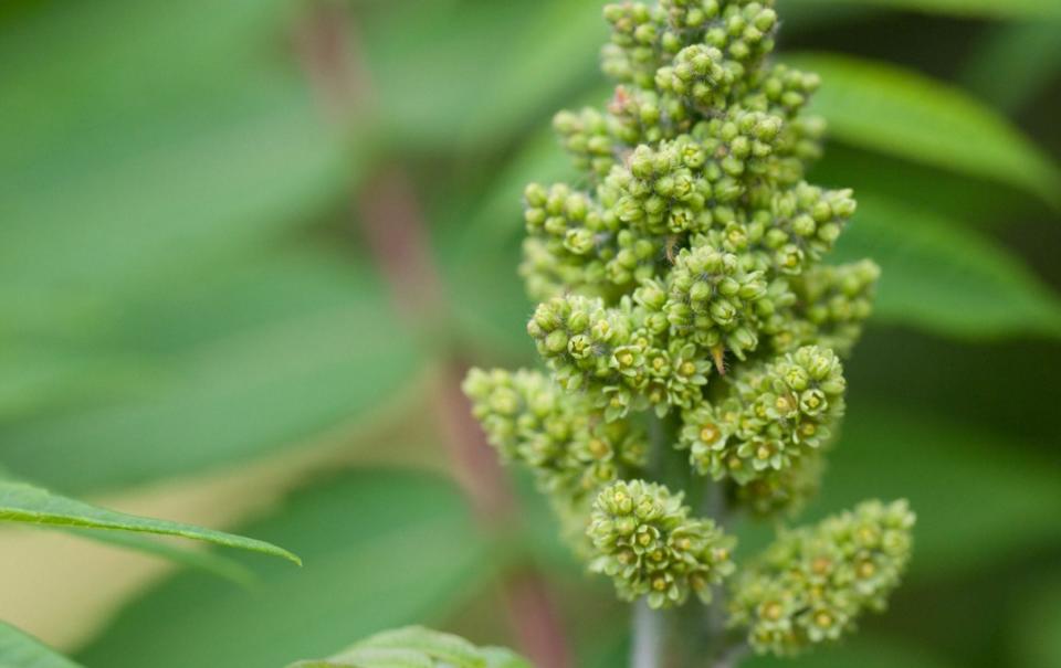 Sumach (Rhus typhina) - Holger Ehlers / Alamy 