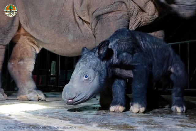 Rescue Of Critically Endangered Sumatran Rhino - International Rhino  FoundationInternational Rhino Foundation