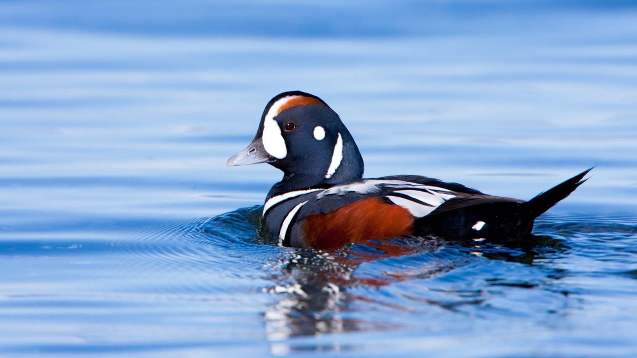 a drake harlequin duck swimming