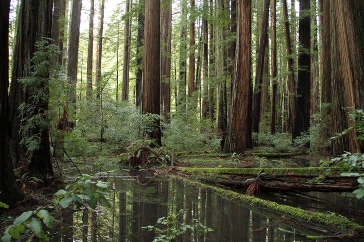 prairie creek redwoods