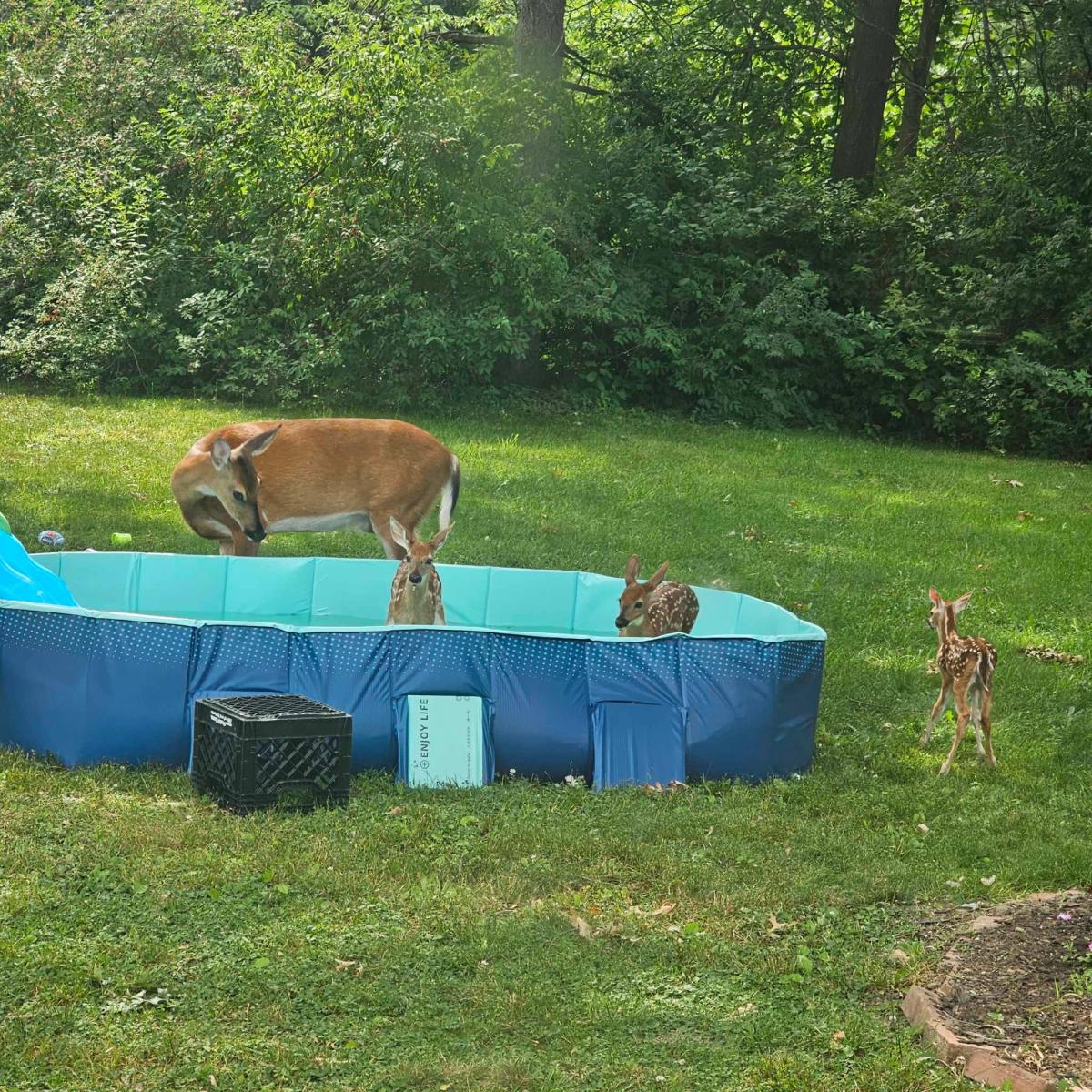 A woman from Stow’s photos of a fawn playing in the pool go viral