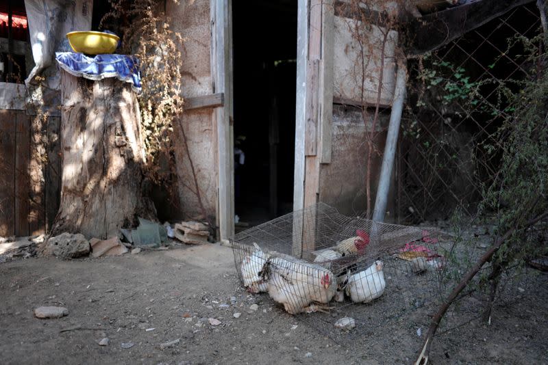 Las aves de corral que están destinadas a ser utilizadas en un ritual de sacrificio de la religión afrocubana de santería se mantienen en una jaula antes de una ceremonia en medio de las preocupaciones sobre la propagación de la enfermedad coronavirus (COVID-19) brote, en La Habana, Cuba