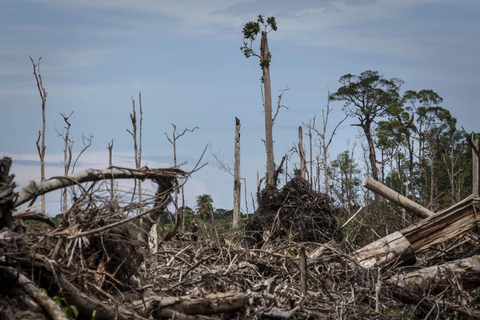 Thousands of acres of rainforest in Indonesia has been cleared for palm oil plantations (Ulet Ifansasti/Getty Images)