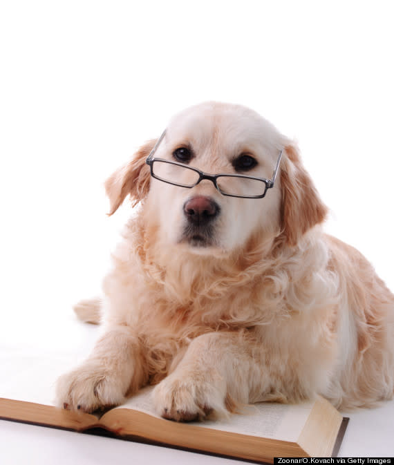 dog reading