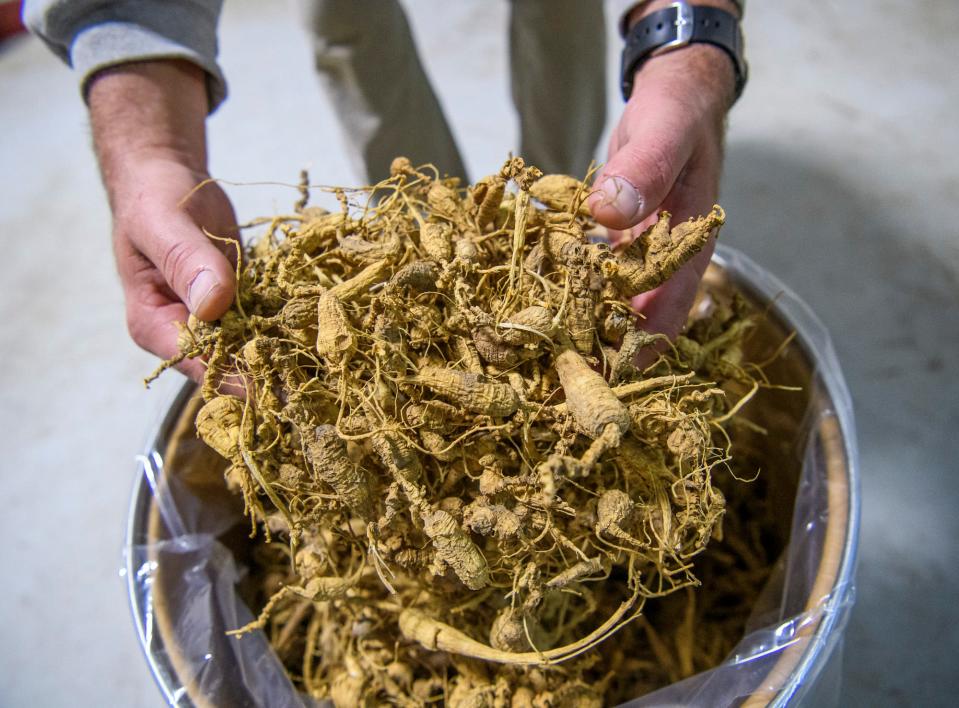 Mike Bartlett holds a large batch of ginseng at Duncan's Botanical Products Inc. on Wednesday, Sept. 28, 2022. 