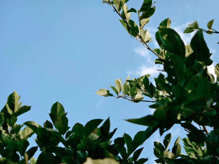 A tree's leaves against blue sky in New Delhi, India clicked using Vivo X Fold 3 Pro with Zeiss cameras.