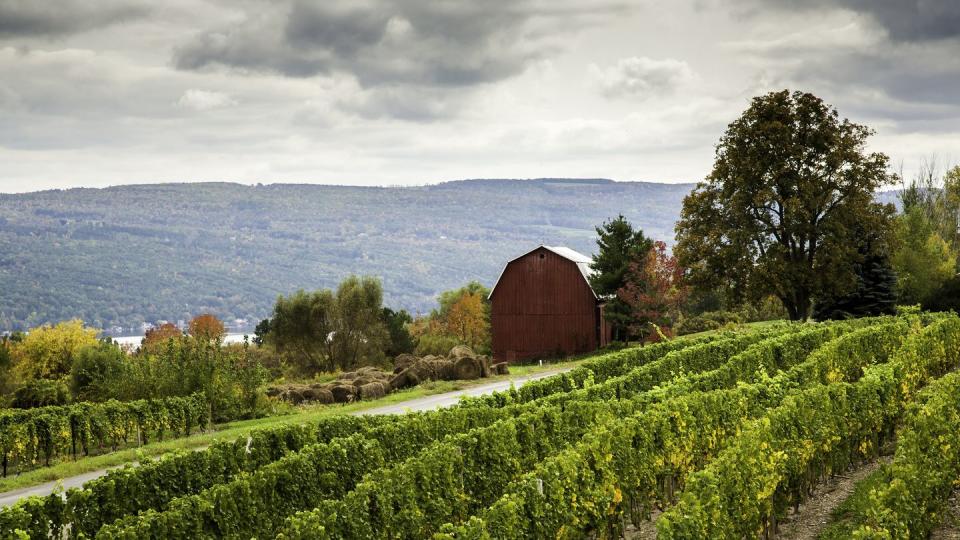 red barn and vineyard in the finger lakes region of upper new york