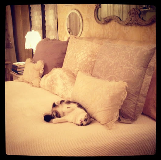 Taylor Swift’s LA Home No wonder Taylor’s cat looks so content - that’s one MEGA bed. [Photo: Instagram/Taylor Swift]