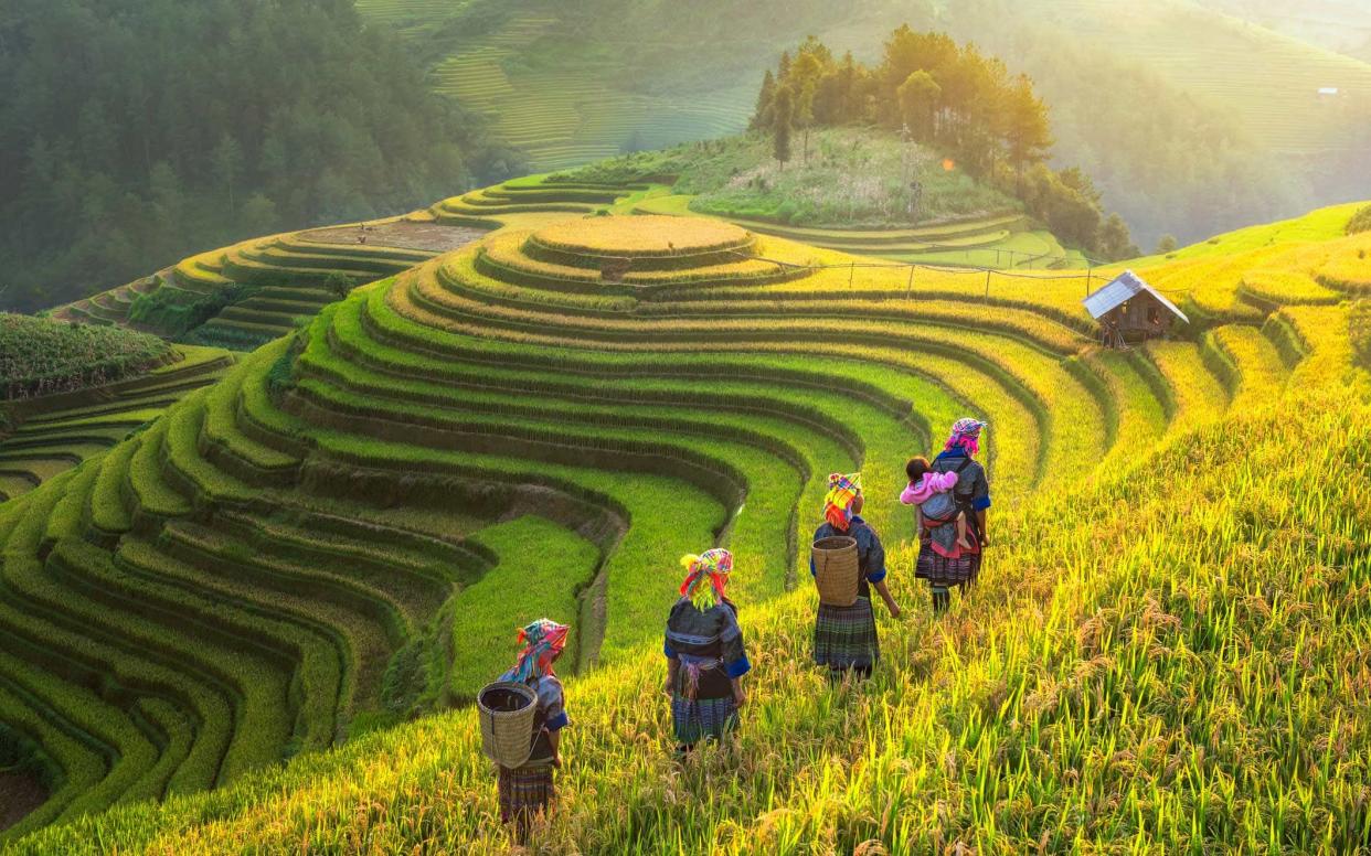 The rice terraces of Sapa - Peerapas Mahamongkolsawas