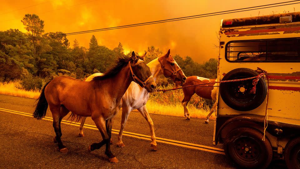 Horses evacuate as the Park Fire tears though the Cohasset community in Butte County, California, on July 25, 2024. - Noah Berger/AP