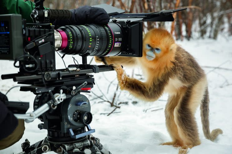 A golden snub-nosed monkey touching a camera.