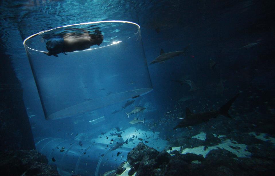 Nick Vujicic, an Australian motivational speaker who was born without limbs, dives with sharks at the Marine Life Park in Singapore