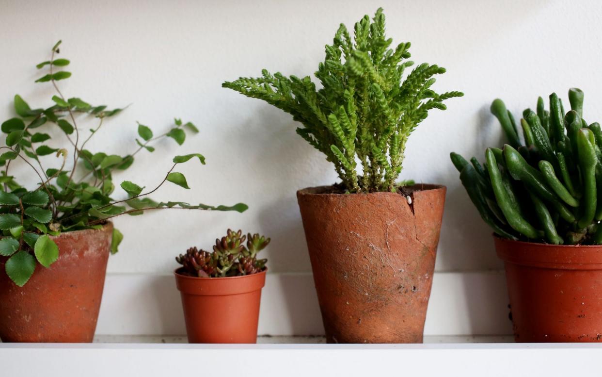 How to grow and care for indoor plants: tricks and tips to keep houseplants healthy - Clara Molden