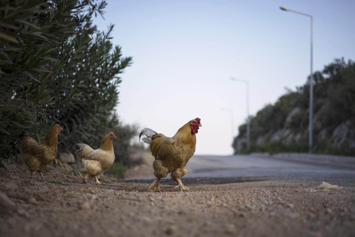 three chickens crossing the road