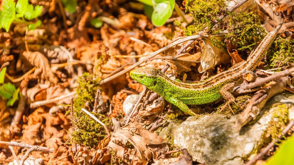 Green lizard - Best pet accessories